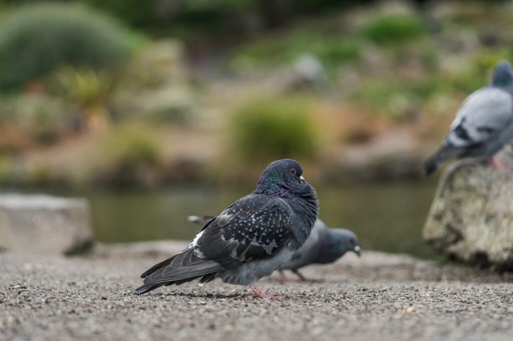 Do Pigeons Mate for Life