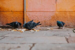 What Do Fledgling Pigeons Eat?