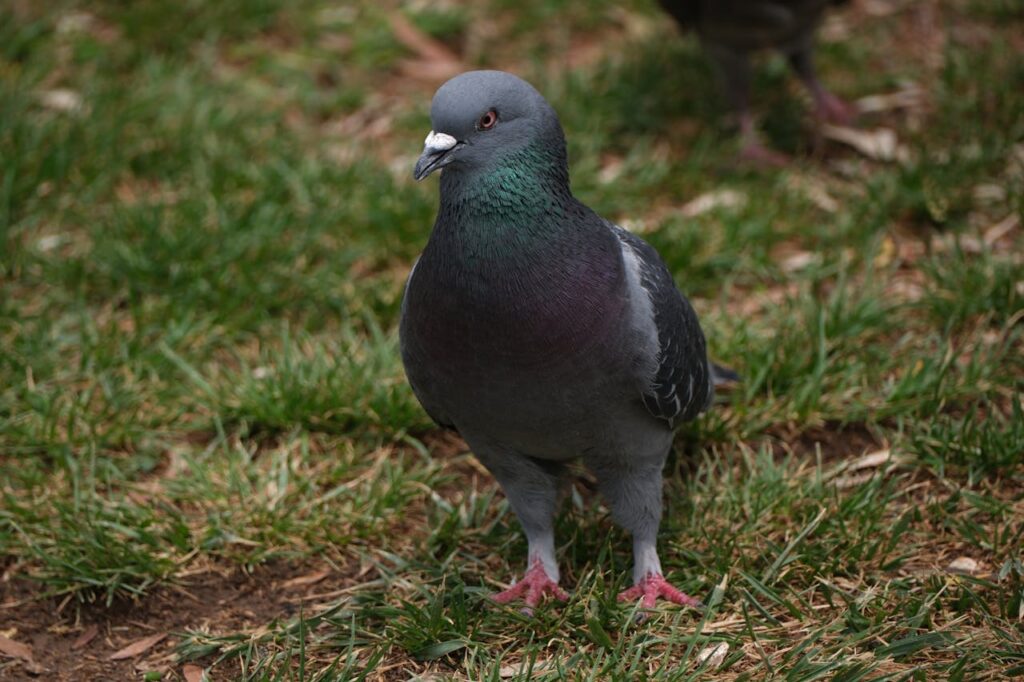 Dove and a Pigeon