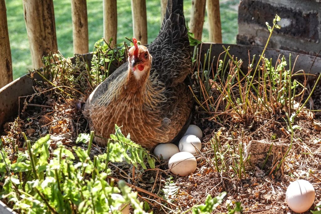 What Animal Lays Eggs and is Not a Birds