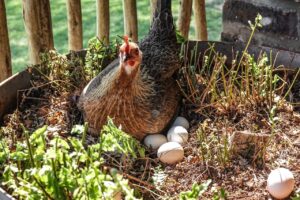 What Animal Lays Eggs and is Not a Birds