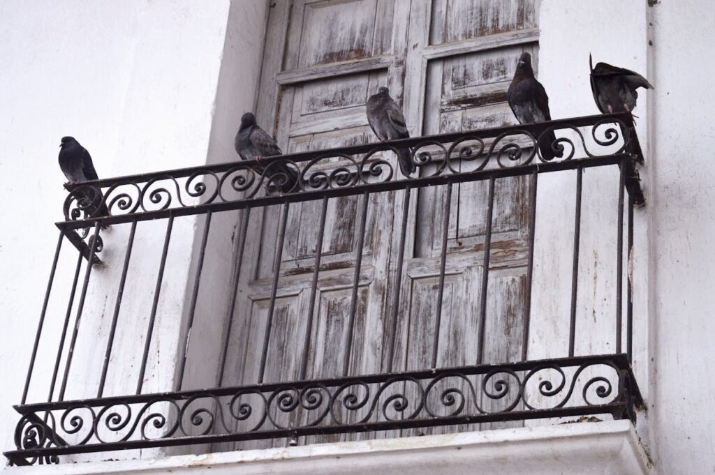 How to Get Rid of Pigeons on Your Balcony