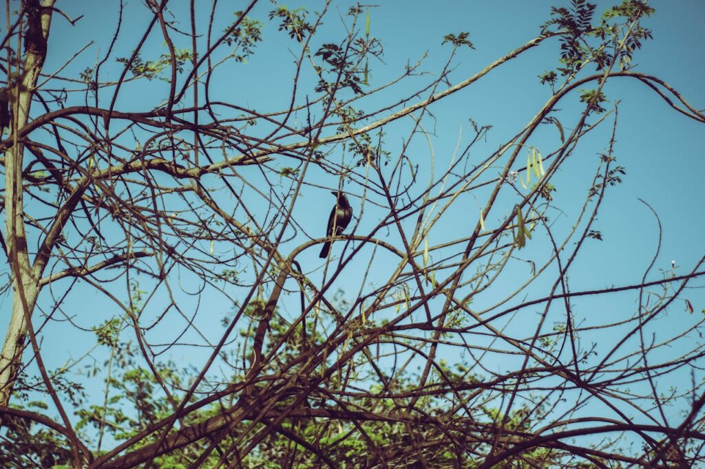 Do Crows Eat Other Birds?