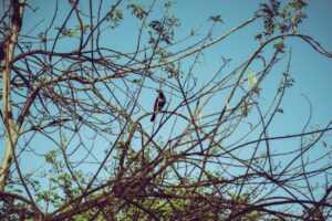 Do Crows Eat Other Birds?